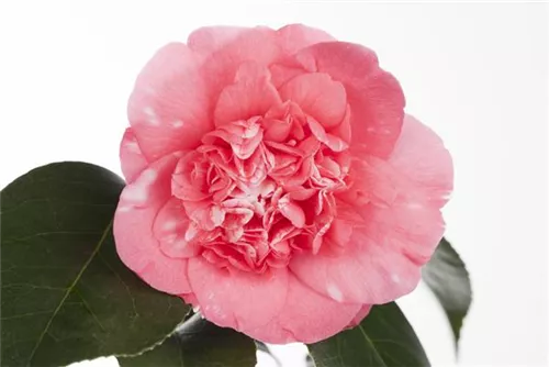 Japanische Kamelie - Camellia japonica