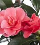 Japanische Kamelie - Camellia japonica