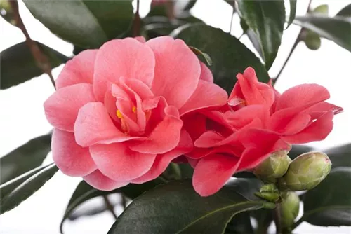 Japanische Kamelie - Camellia japonica