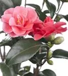 Japanische Kamelie - Camellia japonica