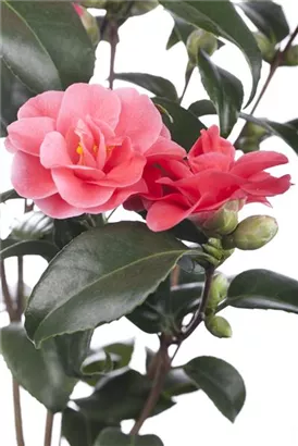 Japanische Kamelie - Camellia japonica