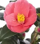 Japanische Kamelie - Camellia japonica