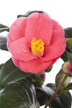 Japanische Kamelie - Camellia japonica