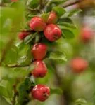 Kriechmispel 'Coral Beauty' - Cotoneaster dammeri 'Coral Beauty'