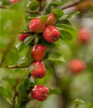 Cotoneaster dammeri 'Coral Beauty'