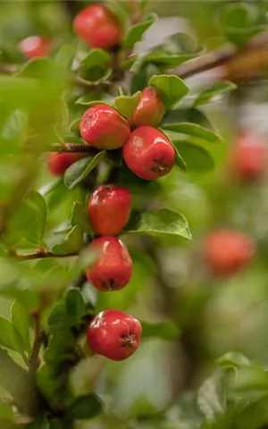 Cotoneaster dammeri 'Coral Beauty'