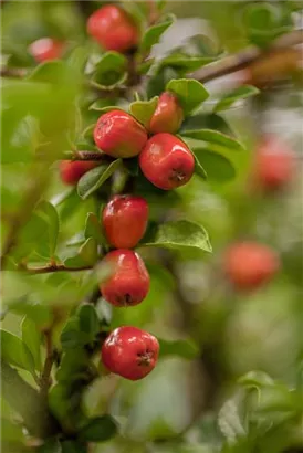 Kriechmispel 'Coral Beauty' - Cotoneaster dammeri 'Coral Beauty'