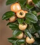 Kriechmispel 'Coral Beauty' - Cotoneaster dammeri 'Coral Beauty'