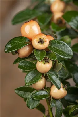 Kriechmispel 'Coral Beauty' - Cotoneaster dammeri 'Coral Beauty'