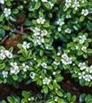 Kriechmispel 'Coral Beauty' - Cotoneaster dammeri 'Coral Beauty'