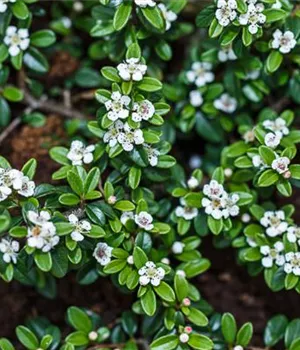 Cotoneaster dammeri radicans