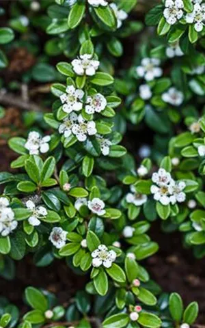 Cotoneaster dammeri radicans