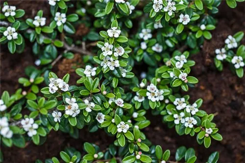 Kriechmispel 'Coral Beauty' - Cotoneaster dammeri 'Coral Beauty'