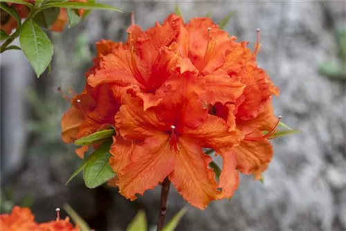 Sommergrüne Azalee 'Golden Eagle' - Rhododendron lut.'Golden Eagle' I