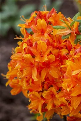 Sommergrüne Azalee 'Golden Eagle' - Rhododendron lut.'Golden Eagle' I