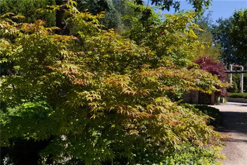 Fächerahorn 'Osakazuki' - Acer palmatum 'Osakazuki'