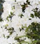 Rhododendron carolin.'Dora Amateis' - Rhododendron carolin.'Dora Amateis'