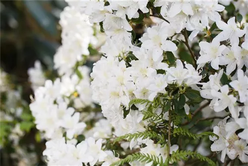 Rhododendron carolin.'Dora Amateis' - Rhododendron carolin.'Dora Amateis'