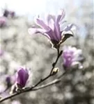 Rosa Sternmagnolie - Magnolia loebneri 'Leonard Messel'