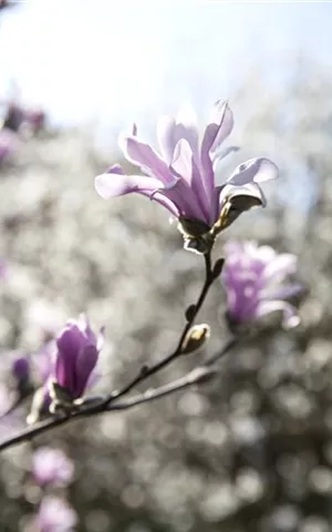 Magnolia loebneri 'Leonard Messel'