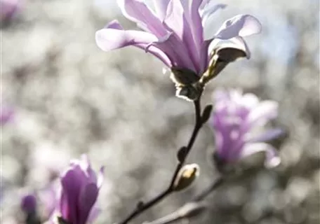 Magnolia loebneri 'Leonard Messel' - Rosa Sternmagnolie