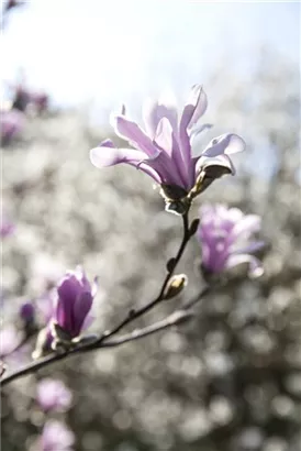 Rosa Sternmagnolie - Magnolia loebneri 'Leonard Messel'