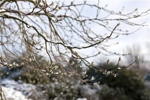 Rosa Sternmagnolie - Magnolia loebneri 'Leonard Messel'