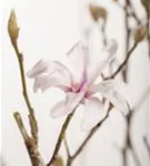 Rosa Sternmagnolie - Magnolia loebneri 'Leonard Messel'