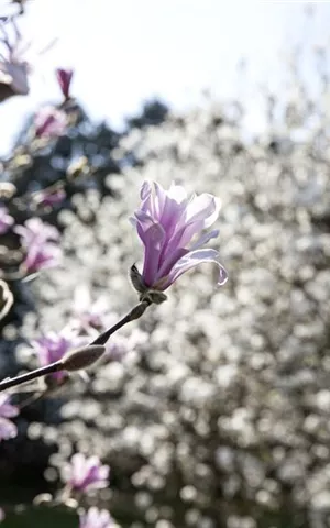 Magnolia 'Betty'