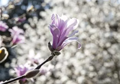 Magnolia 'Betty' - Purpurmagnolie Betty