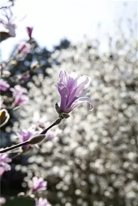 Purpurmagnolie 'Betty' - Magnolia liliiflora 'Betty'