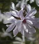 Rosa Sternmagnolie - Magnolia loebneri 'Leonard Messel'