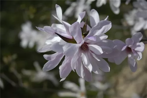 Rosa Sternmagnolie - Magnolia loebneri 'Leonard Messel'