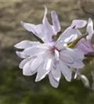 Rosa Sternmagnolie - Magnolia loebneri 'Leonard Messel'