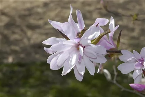 Rosa Sternmagnolie - Magnolia loebneri 'Leonard Messel'