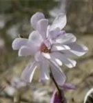 Rosa Sternmagnolie - Magnolia loebneri 'Leonard Messel'