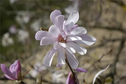 Rosa Sternmagnolie - Magnolia loebneri 'Leonard Messel'