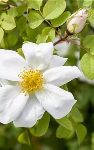 Rosa pimpinellifolia