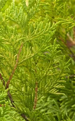 Thuja occidentalis 'Sunkist'