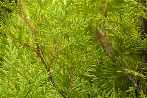 Lebensbaum 'Sunkist' - Thuja occidentalis 'Sunkist'