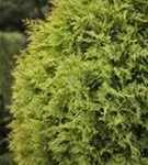 Lebensbaum 'Sunkist' - Thuja occidentalis 'Sunkist'