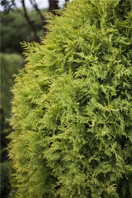 Lebensbaum 'Sunkist' - Thuja occidentalis 'Sunkist'