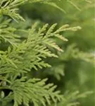 Lebensbaum 'Sunkist' - Thuja occidentalis 'Sunkist'