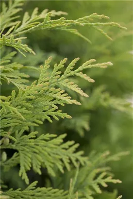 Lebensbaum 'Sunkist' - Thuja occidentalis 'Sunkist'