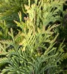 Lebensbaum 'Sunkist' - Thuja occidentalis 'Sunkist'