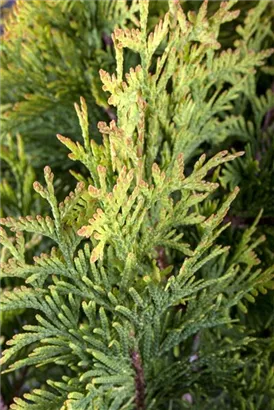 Lebensbaum 'Sunkist' - Thuja occidentalis 'Sunkist'