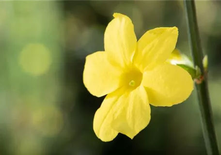 Jasminum nudiflorum - Echter Winter-Jasmin