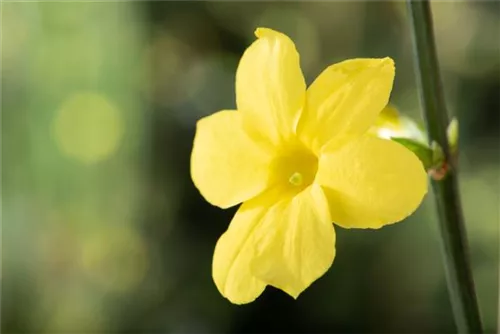 Echter Winter-Jasmin - Jasminum nudiflorum