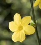 Echter Winter-Jasmin - Jasminum nudiflorum