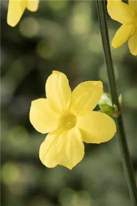 Echter Winter-Jasmin - Jasminum nudiflorum